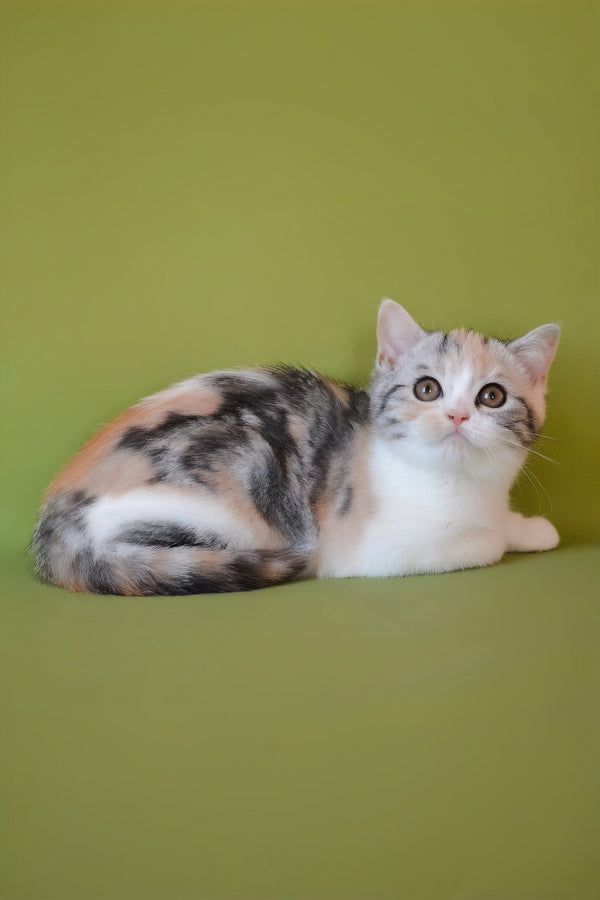 Samanta | Scottish Straight Kitten