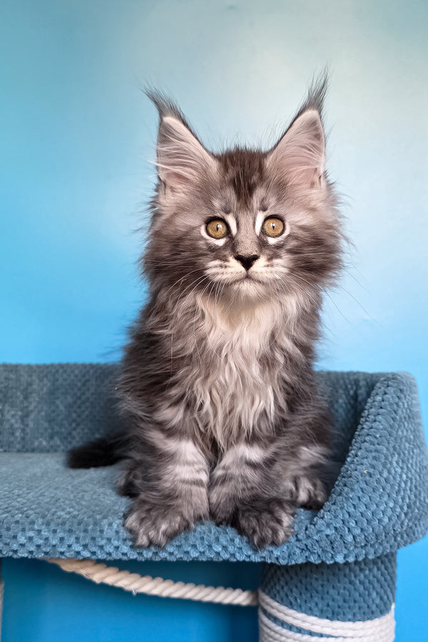Samson | Polydactyl Maine Coon Kitten