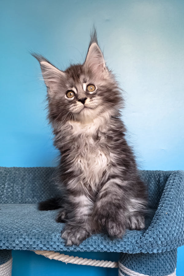 Samson | Polydactyl Maine Coon Kitten