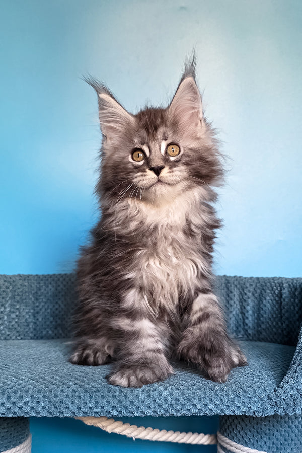 Samson | Polydactyl Maine Coon Kitten