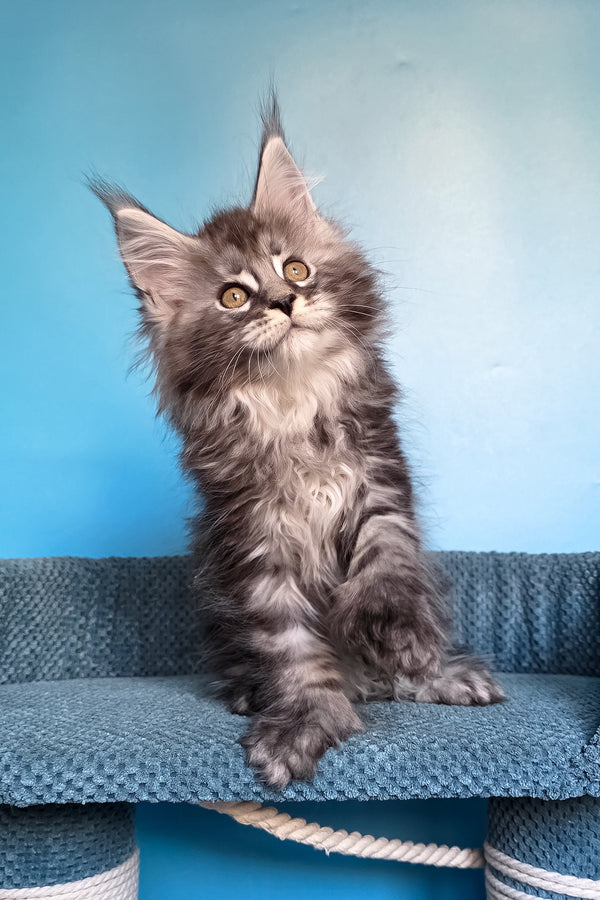 Samson | Polydactyl Maine Coon Kitten