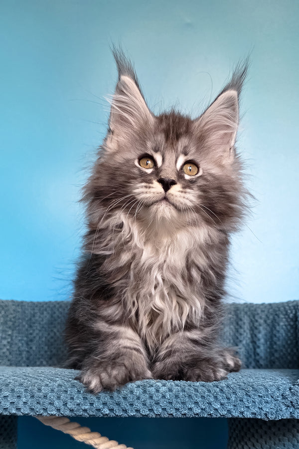 Samson | Polydactyl Maine Coon Kitten