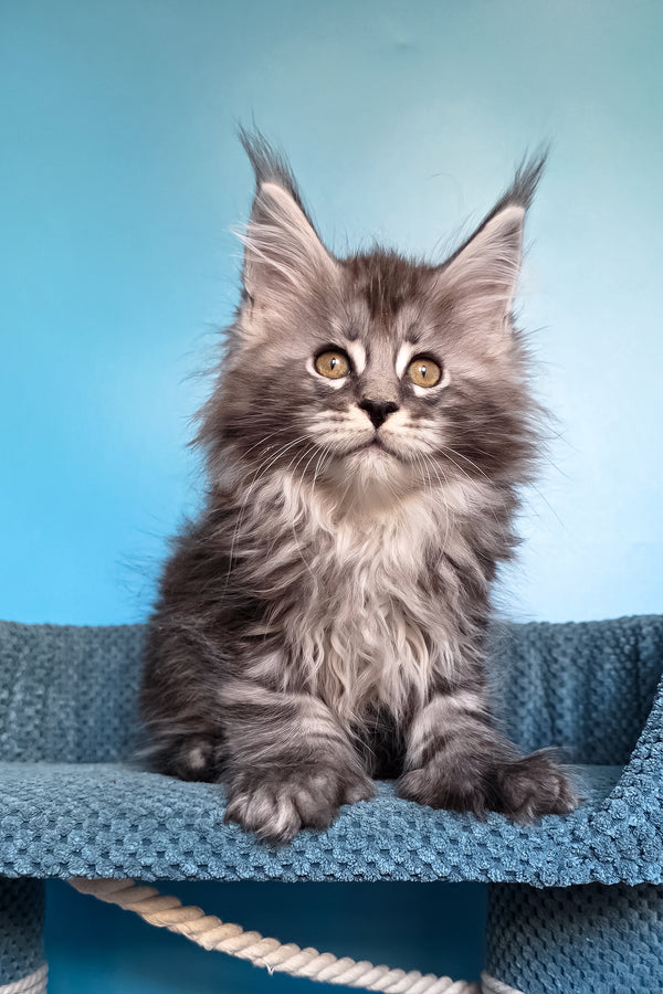 Samson | Polydactyl Maine Coon Kitten