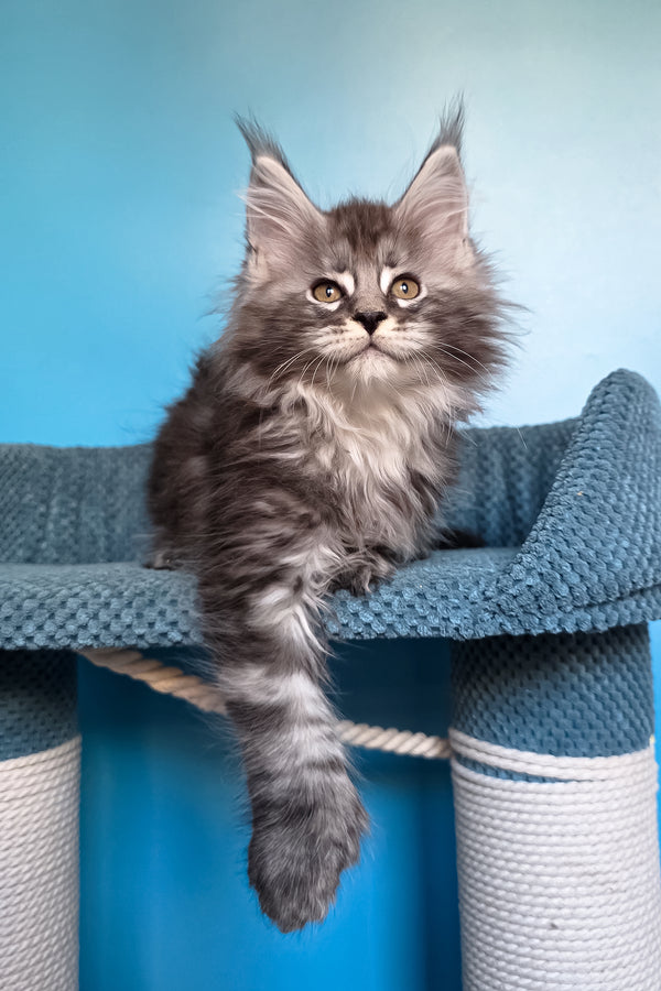 Samson | Polydactyl Maine Coon Kitten