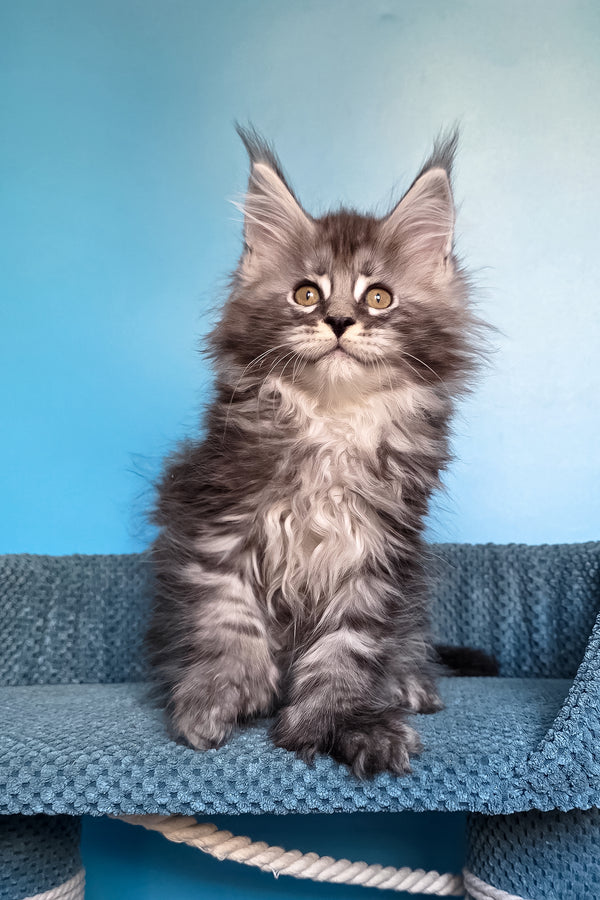 Samson | Polydactyl Maine Coon Kitten
