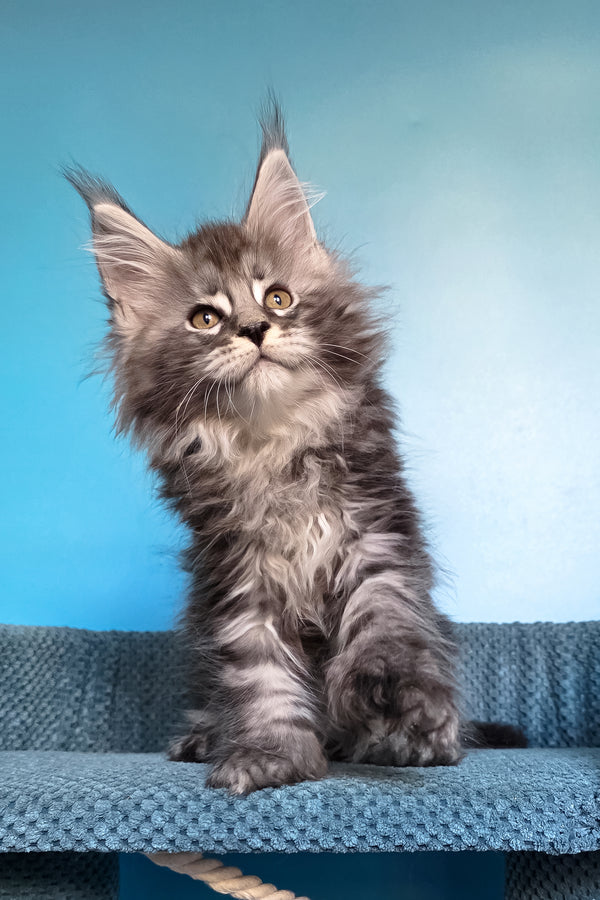 Samson | Polydactyl Maine Coon Kitten