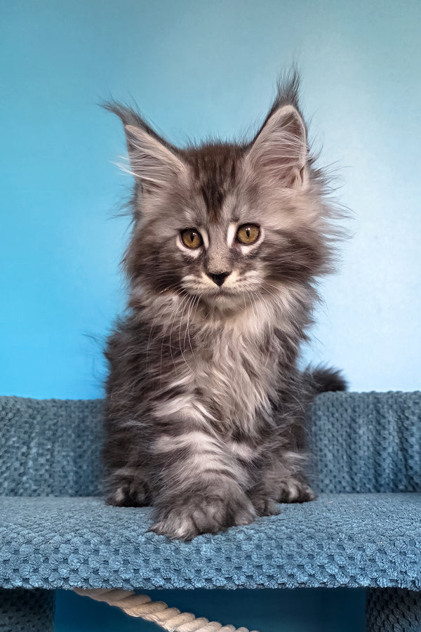 Samson | Polydactyl Maine Coon Kitten