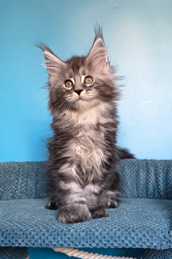 Samson | Polydactyl Maine Coon Kitten