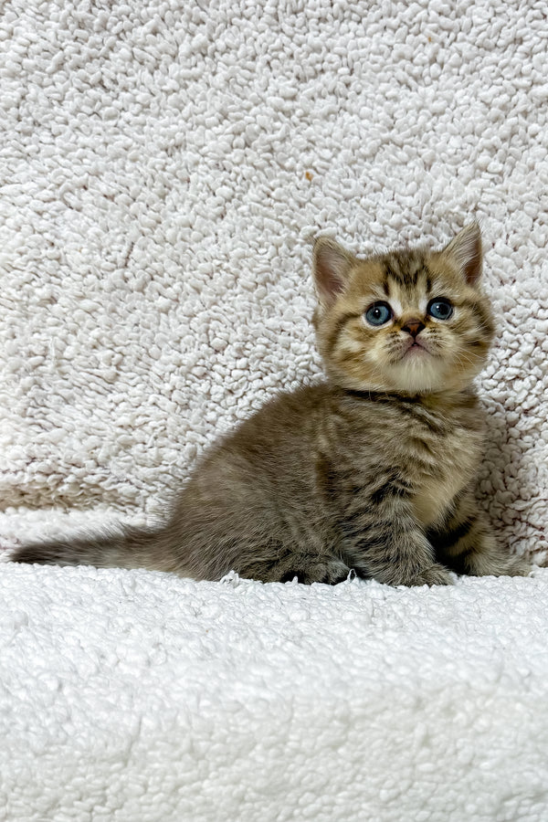 Samson | Scottish Straight Kitten
