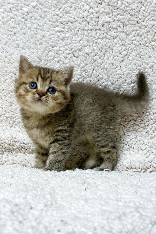 Samson | Scottish Straight Kitten