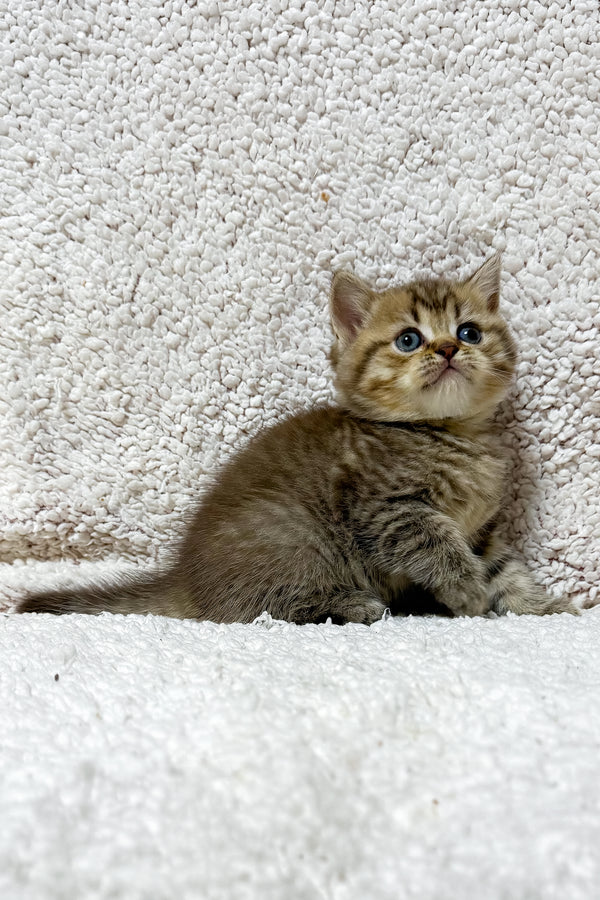 Samson | Scottish Straight Kitten