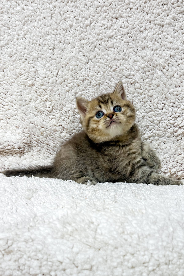 Samson | Scottish Straight Kitten