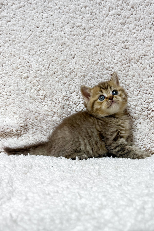 Samson | Scottish Straight Kitten