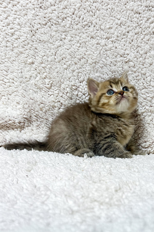 Samson | Scottish Straight Kitten
