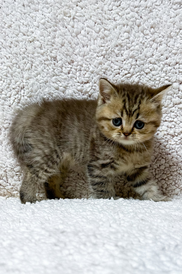 Samson | Scottish Straight Kitten