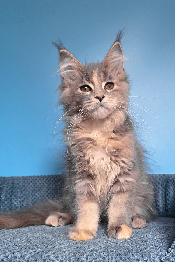 Sandra | Maine Coon Kitten