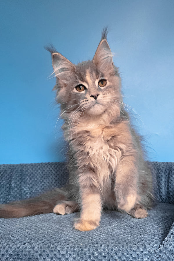 Sandra | Maine Coon Kitten