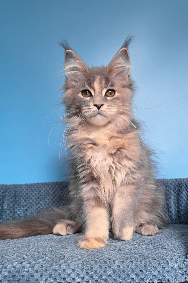 Sandra | Maine Coon Kitten