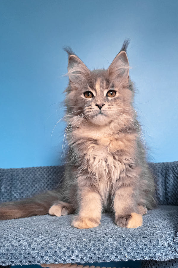 Sandra | Maine Coon Kitten