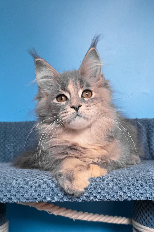 Sandra | Maine Coon Kitten