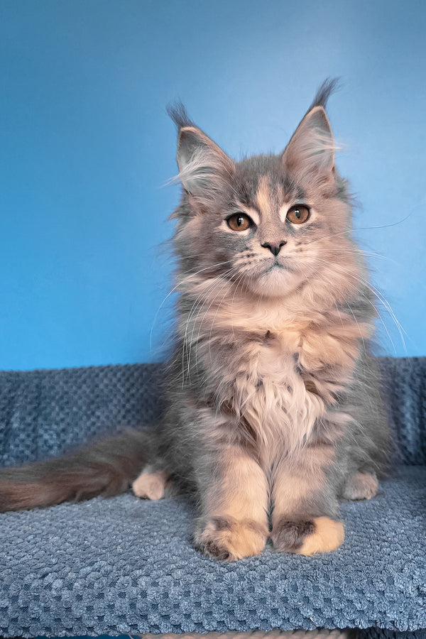 Sandra | Maine Coon Kitten