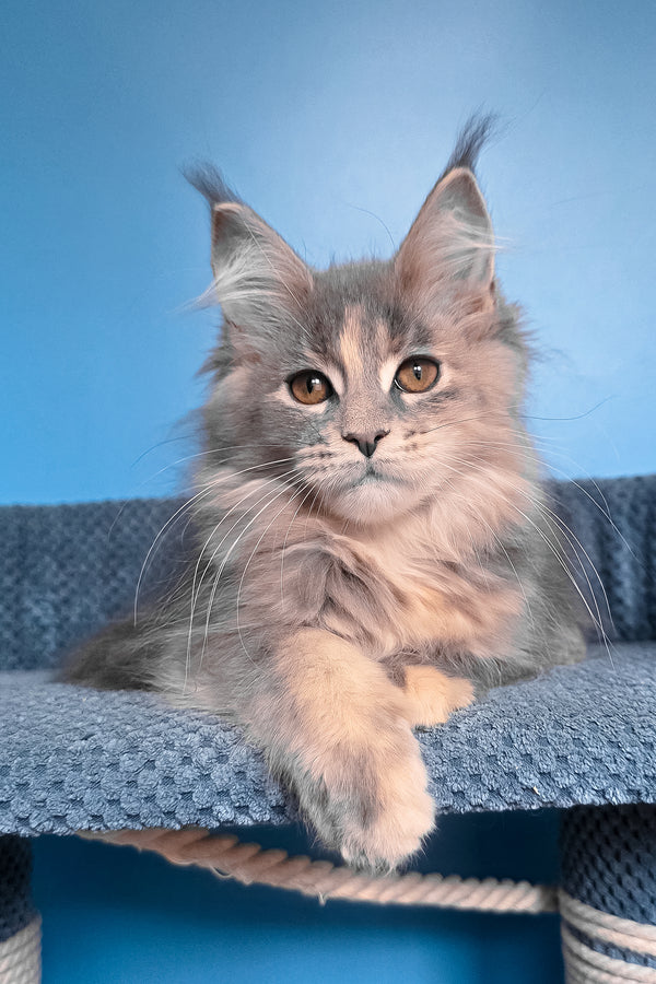 Sandra | Maine Coon Kitten