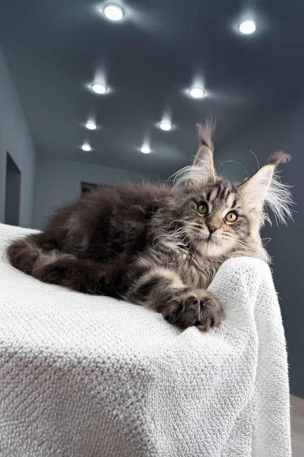 Sansara | Maine Coon Kitten