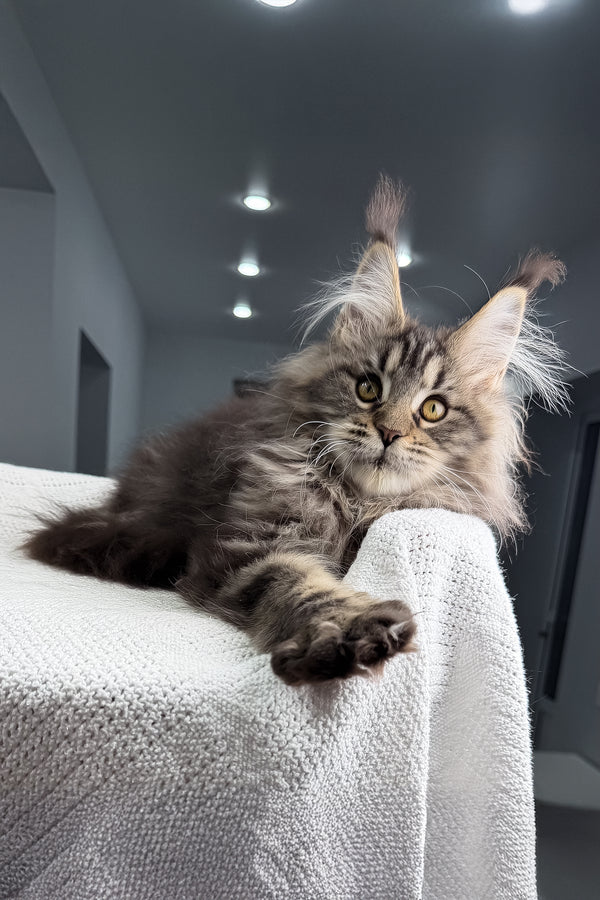 Sansara | Maine Coon Kitten