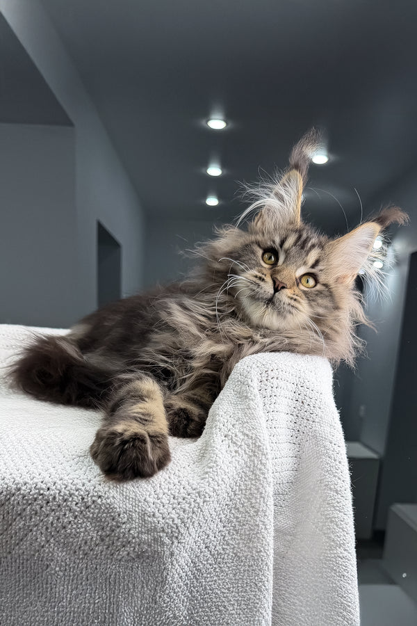 Sansara | Maine Coon Kitten