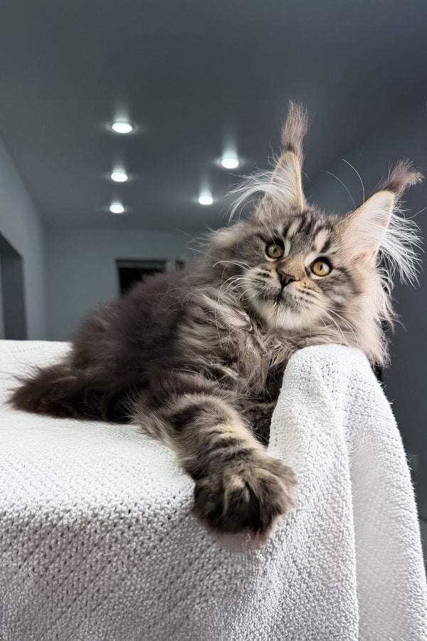 Sansara | Maine Coon Kitten