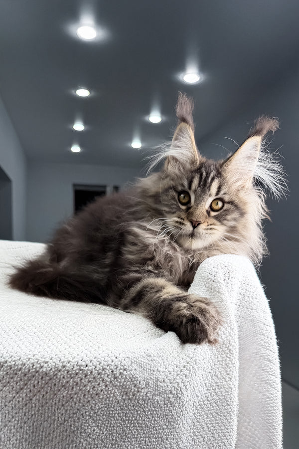 Sansara | Maine Coon Kitten