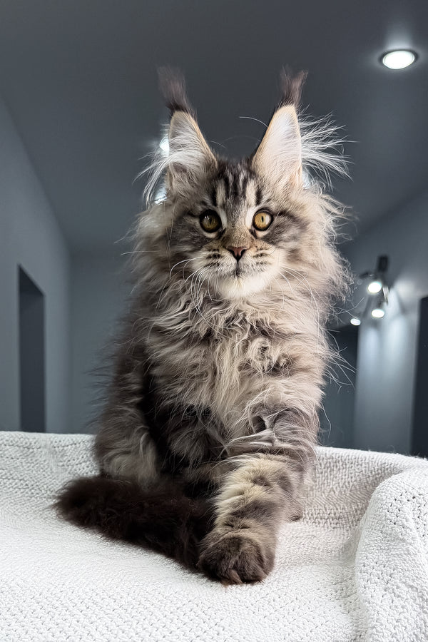 Sansara | Maine Coon Kitten