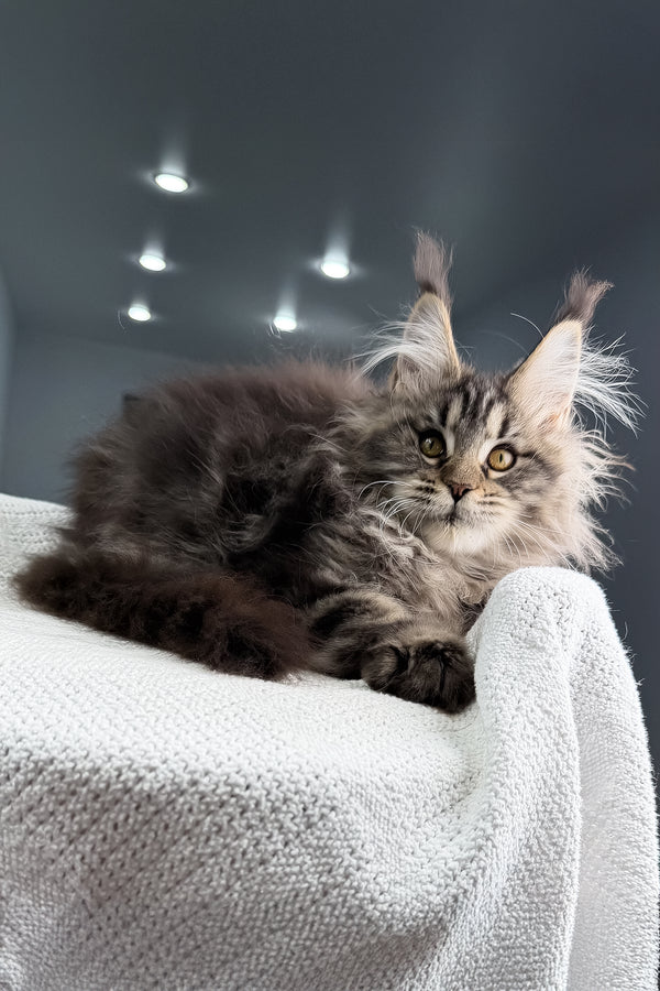 Sansara | Maine Coon Kitten