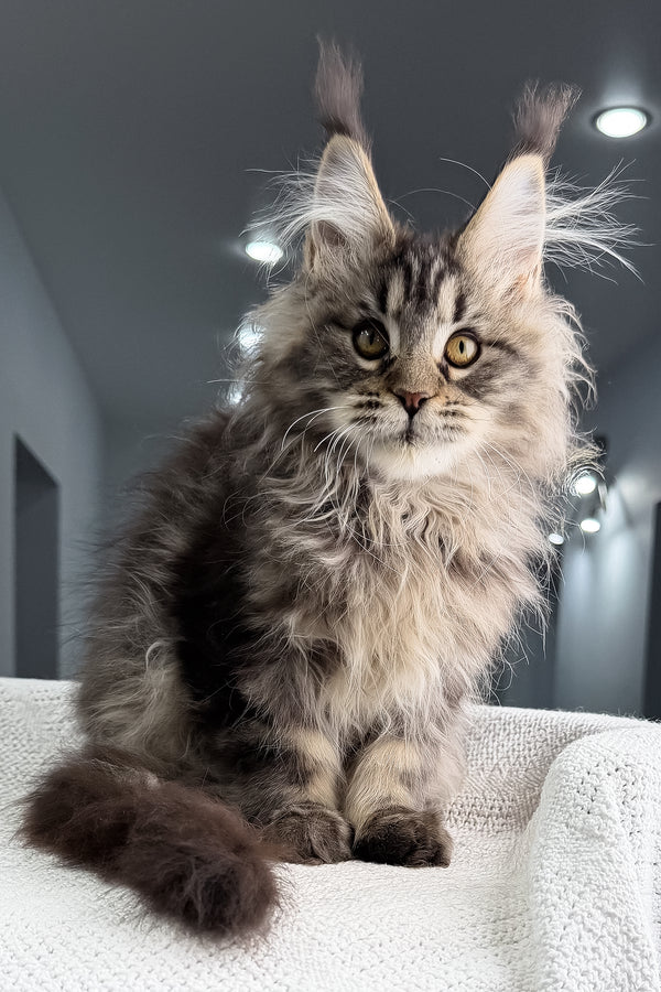 Sansara | Maine Coon Kitten