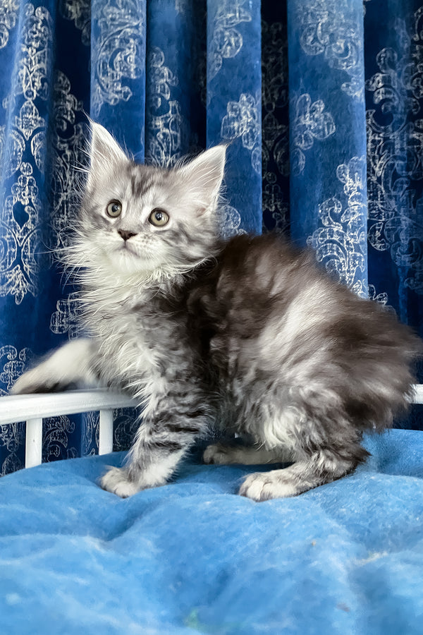 Santa Anna | Maine Coon Kitten