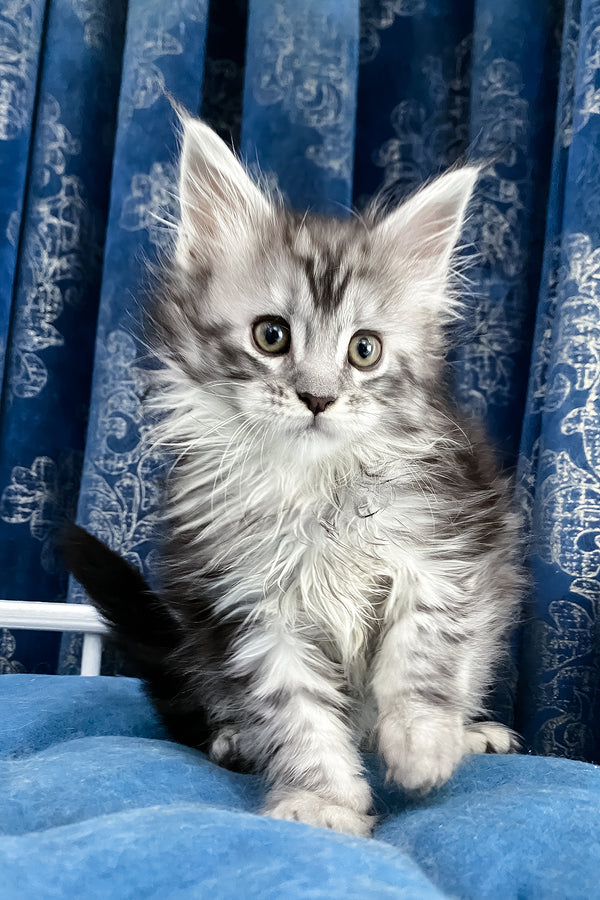 Santa Anna | Maine Coon Kitten
