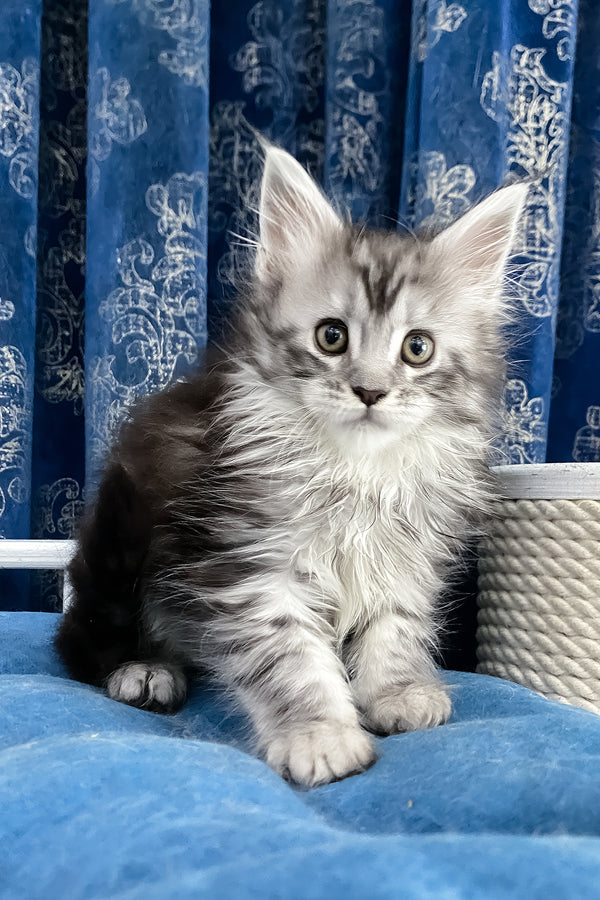 Santa Anna | Maine Coon Kitten