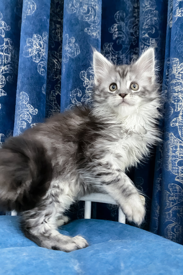 Santa Anna | Maine Coon Kitten