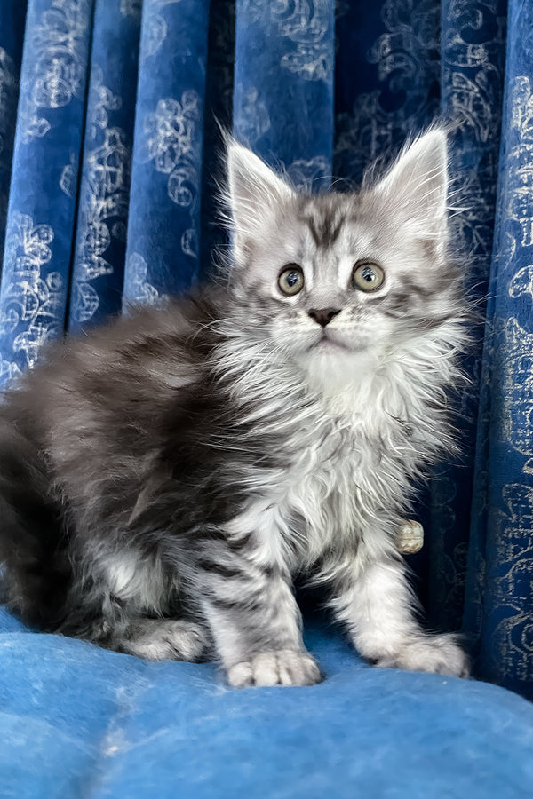 Santa Anna | Maine Coon Kitten