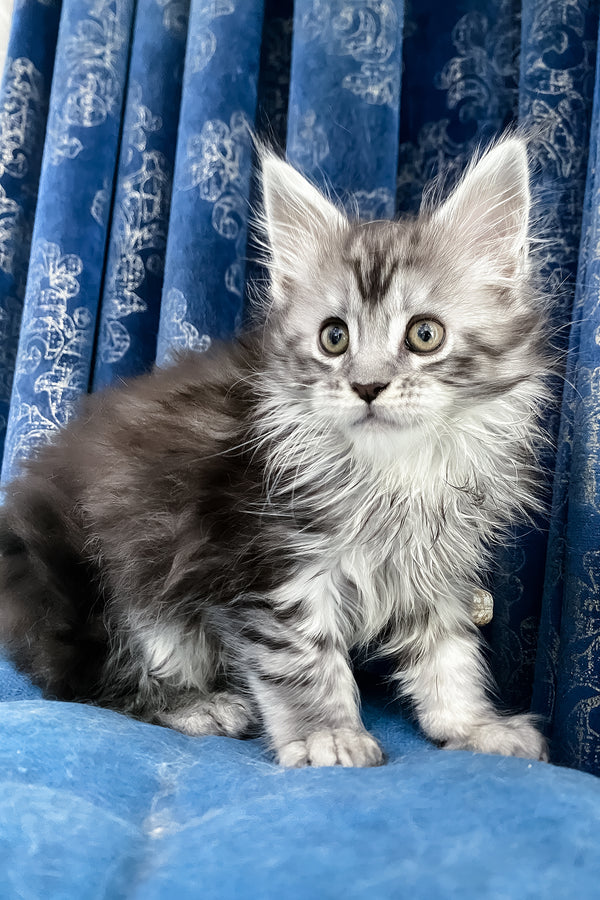 Santa Anna | Maine Coon Kitten
