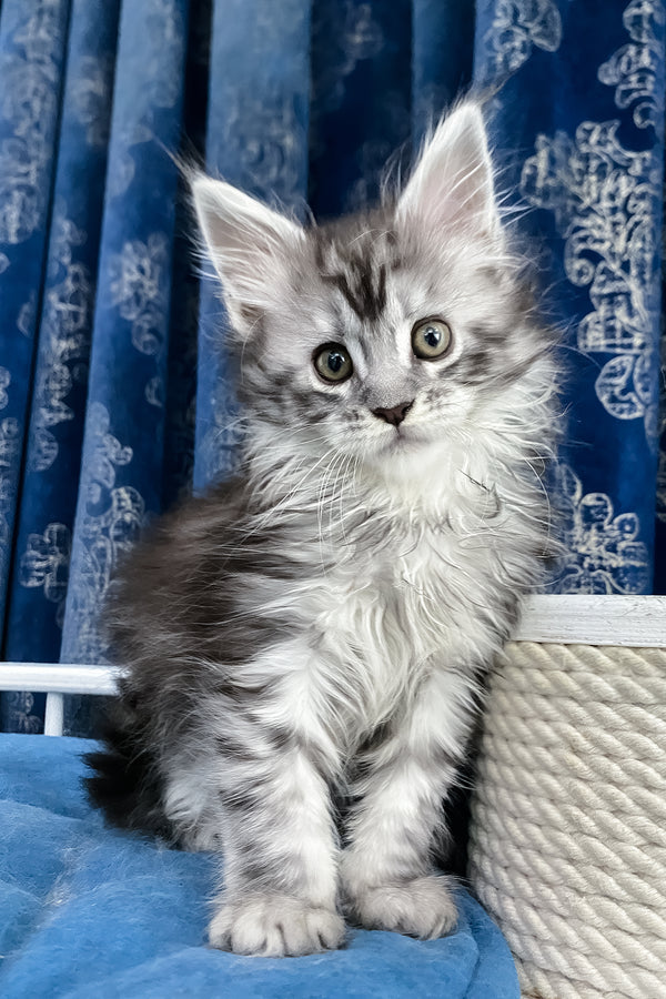Santa Anna | Maine Coon Kitten