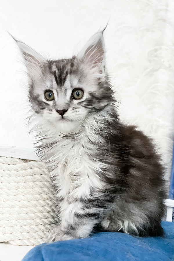 Santa Anna | Maine Coon Kitten