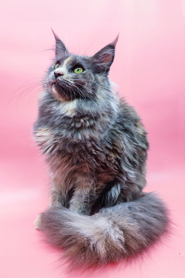 Santa | Maine Coon Kitten