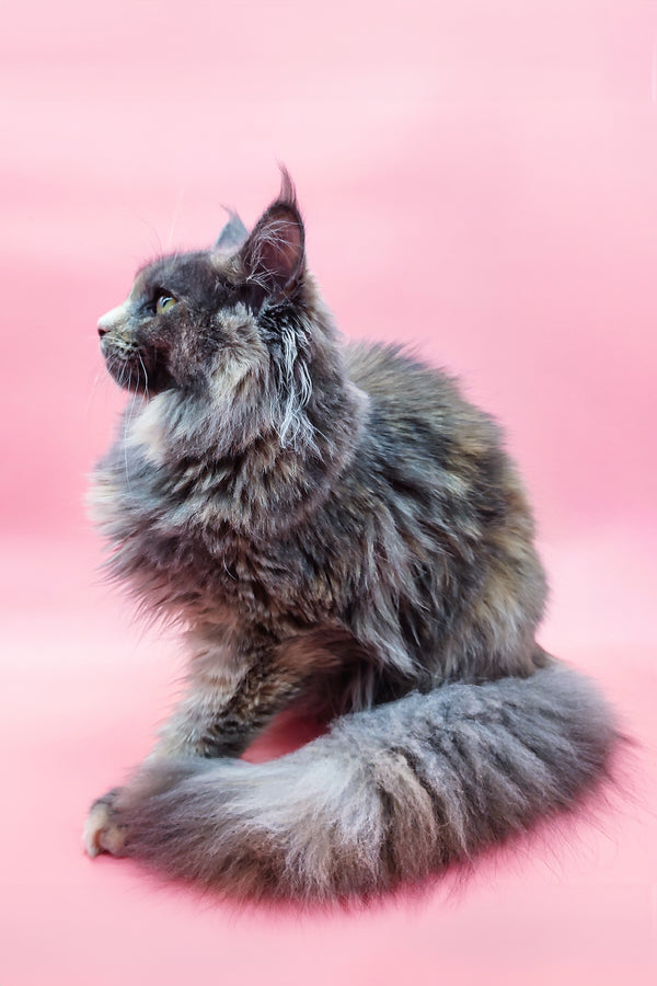 Santa | Maine Coon Kitten