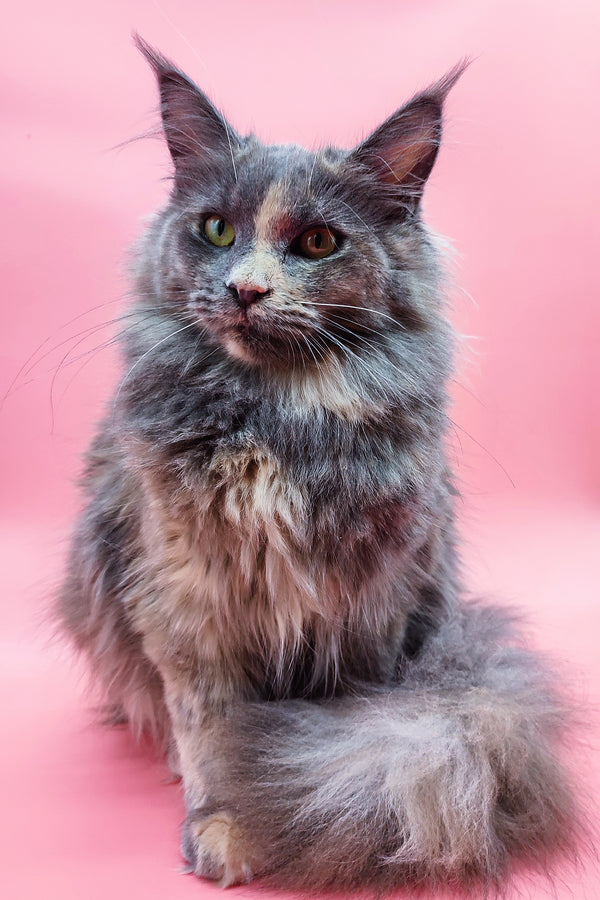 Santa | Maine Coon Kitten