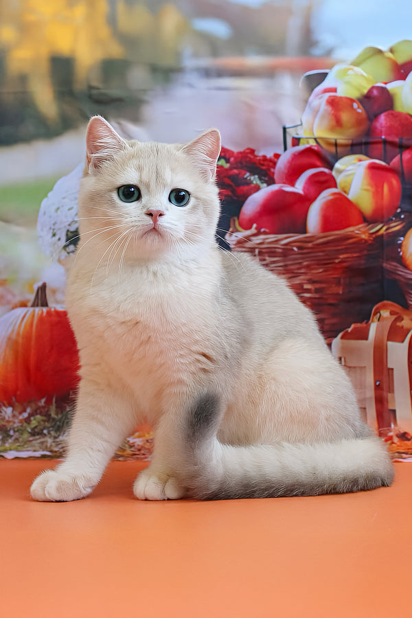 Sapfir | British Shorthair Kitten