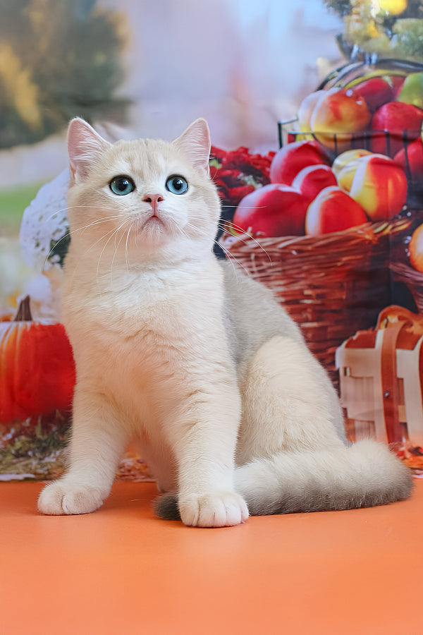 Sapfir | British Shorthair Kitten