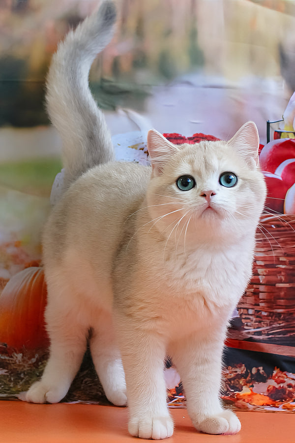 Sapfir | British Shorthair Kitten