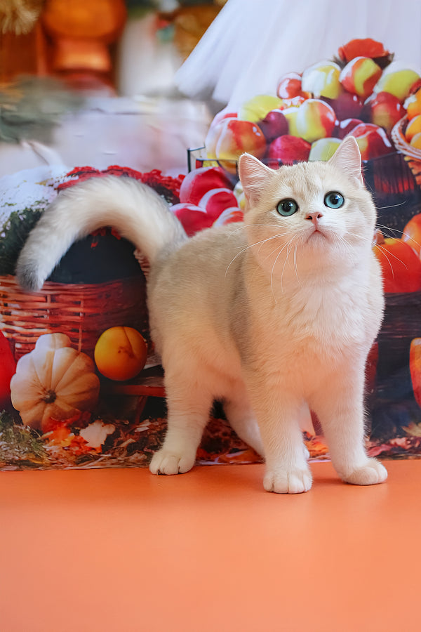 Sapfir | British Shorthair Kitten