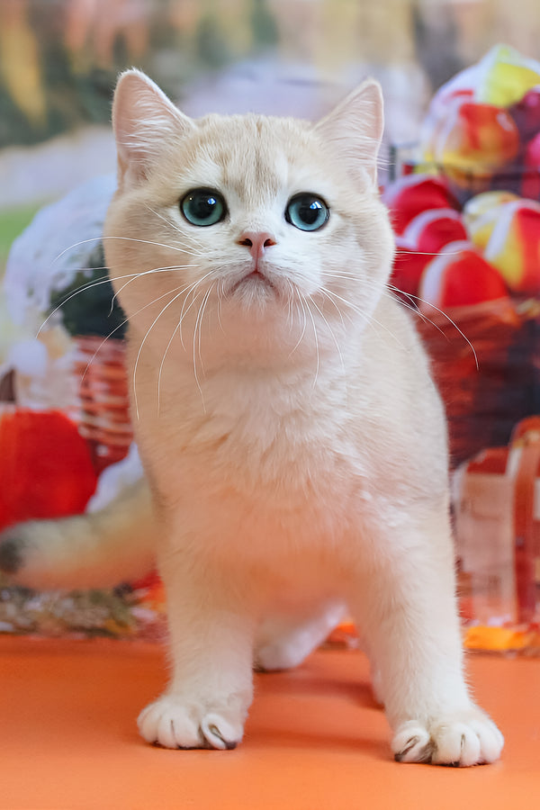 Sapfir | British Shorthair Kitten